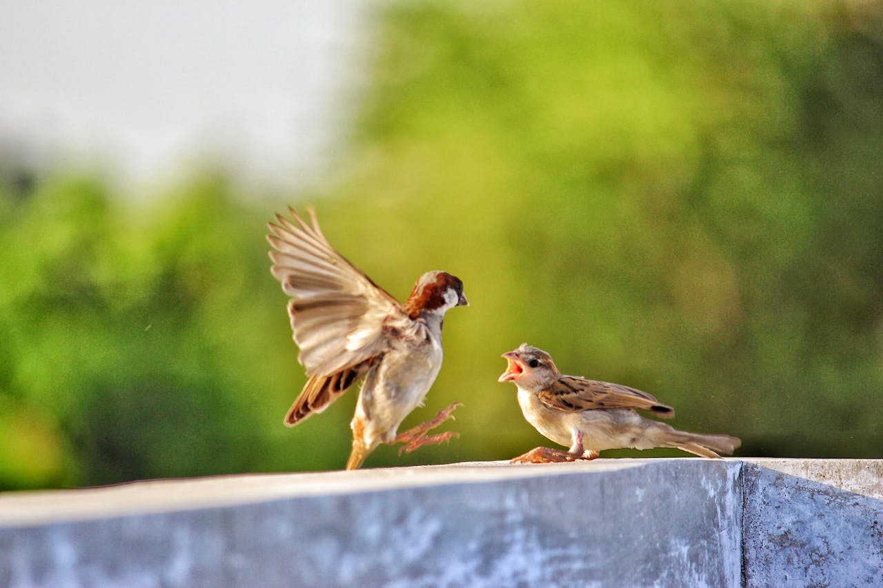 services-01 Two lively sparrows captured on a ledge, showcasing nature's interaction.